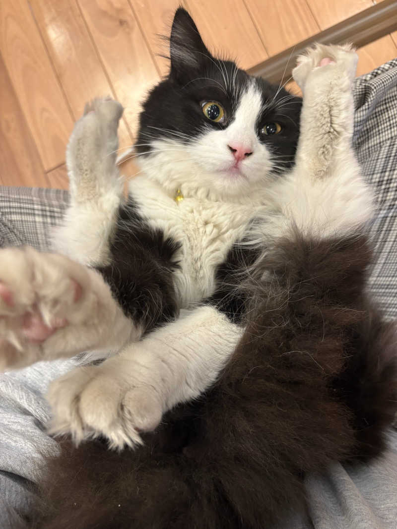 しろくまさんの行田・湯本天然温泉 茂美の湯のサ活写真