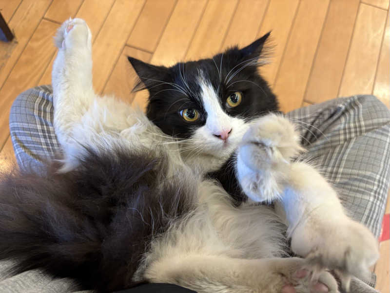 しろくまさんの行田・湯本天然温泉 茂美の湯のサ活写真