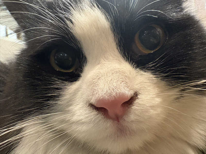 しろくまさんの行田・湯本天然温泉 茂美の湯のサ活写真