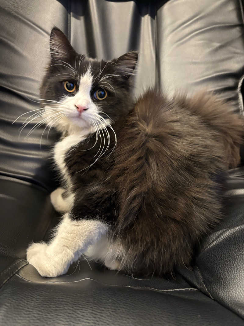 しろくまさんの行田・湯本天然温泉 茂美の湯のサ活写真