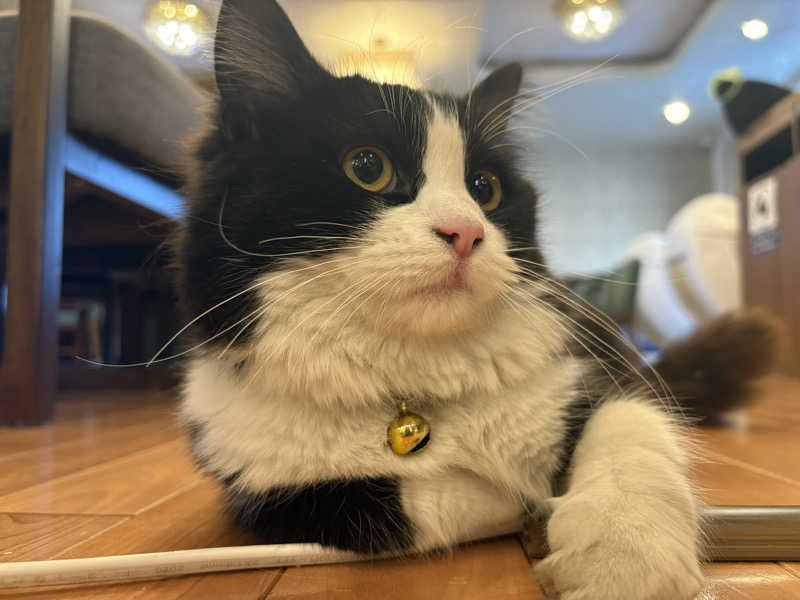 しろくまさんの行田・湯本天然温泉 茂美の湯のサ活写真