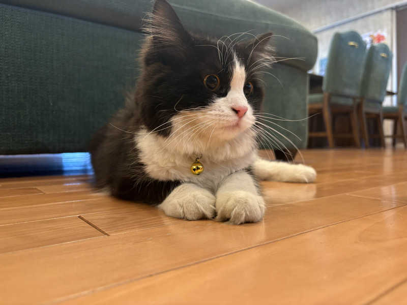 しろくまさんの行田・湯本天然温泉 茂美の湯のサ活写真