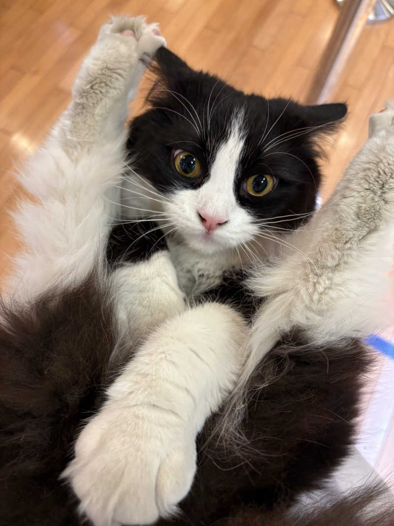 しろくまさんの行田・湯本天然温泉 茂美の湯のサ活写真