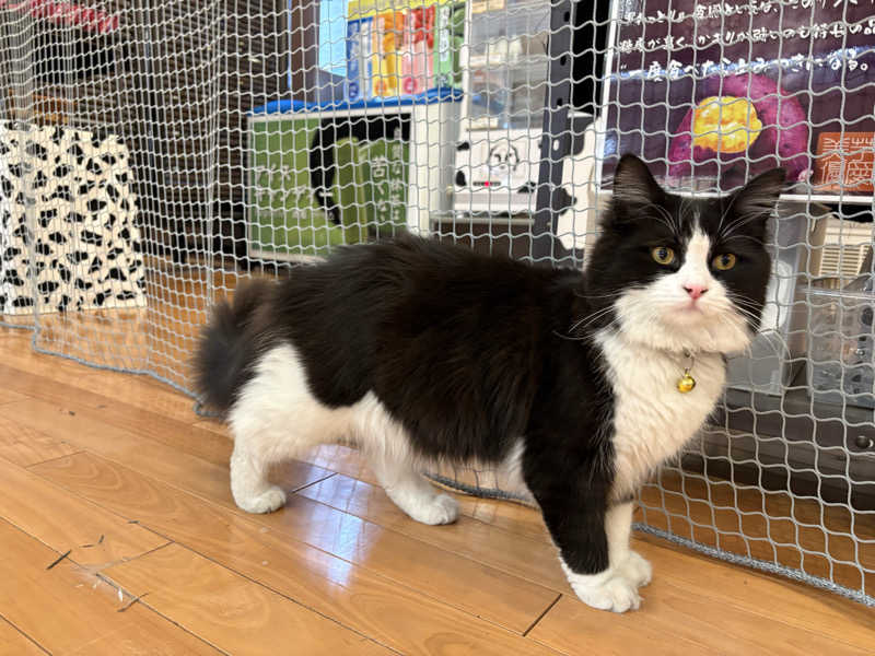 しろくまさんの行田・湯本天然温泉 茂美の湯のサ活写真
