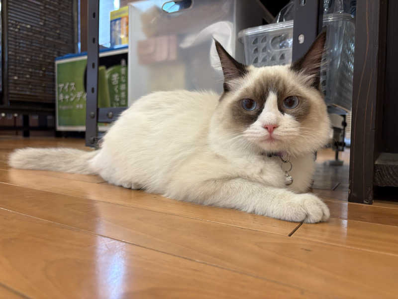 しろくまさんの行田・湯本天然温泉 茂美の湯のサ活写真