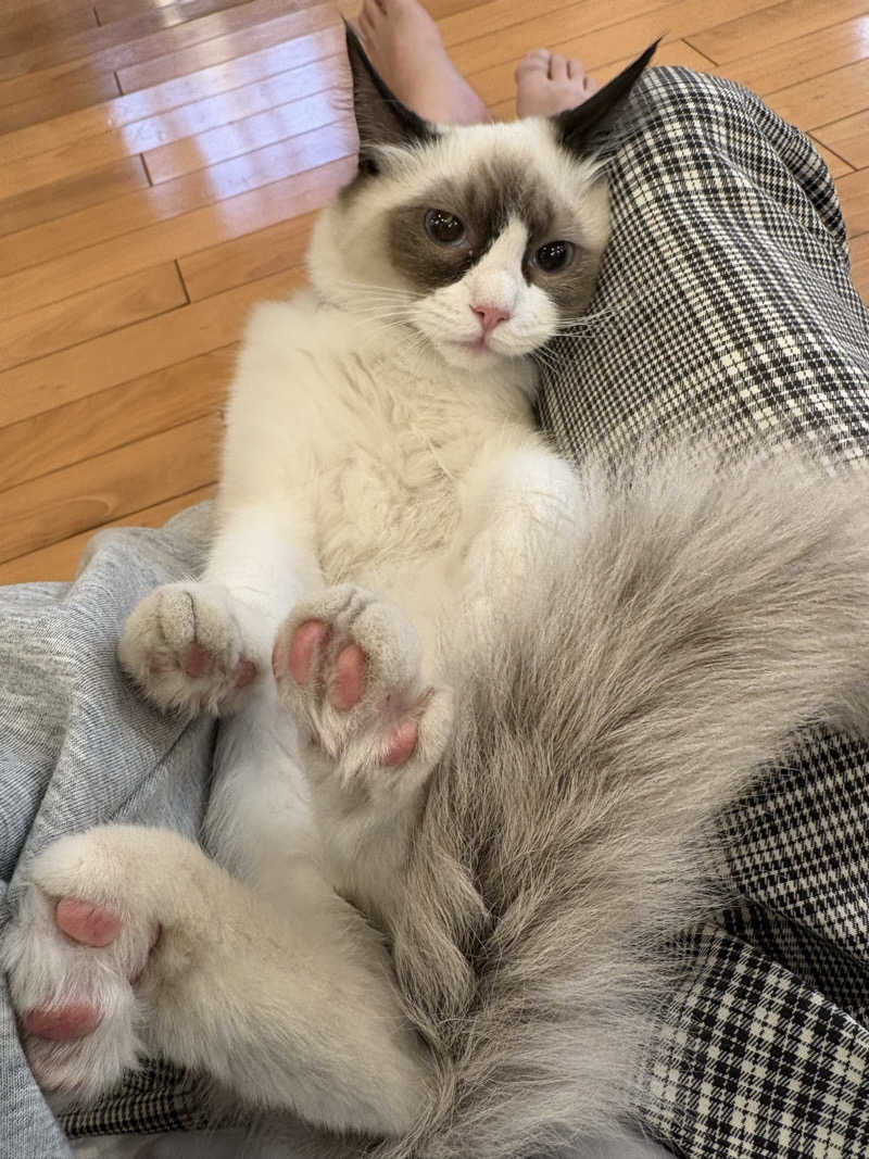 しろくまさんの行田・湯本天然温泉 茂美の湯のサ活写真