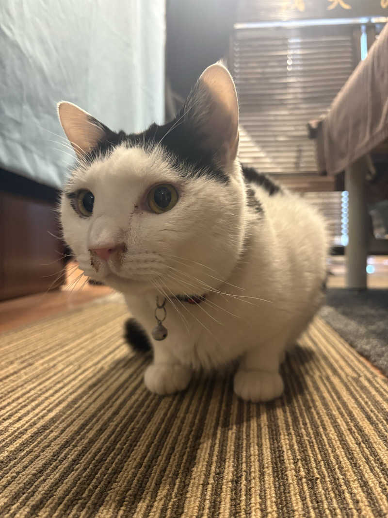 しろくまさんの行田・湯本天然温泉 茂美の湯のサ活写真