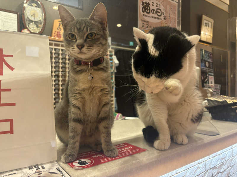 しろくまさんの行田・湯本天然温泉 茂美の湯のサ活写真