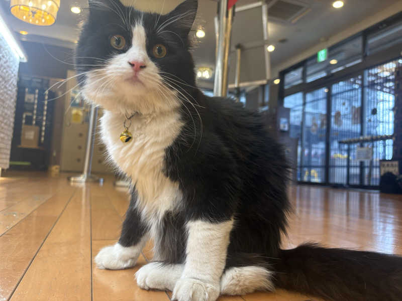 しろくまさんの行田・湯本天然温泉 茂美の湯のサ活写真