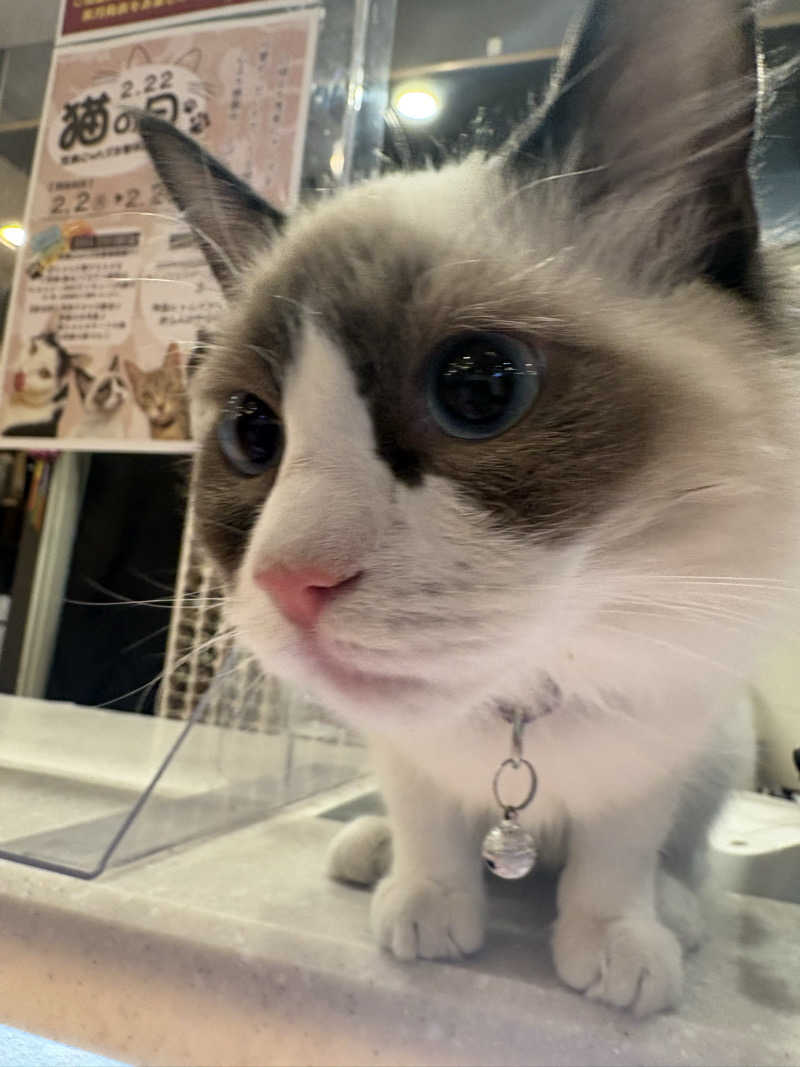 しろくまさんの行田・湯本天然温泉 茂美の湯のサ活写真