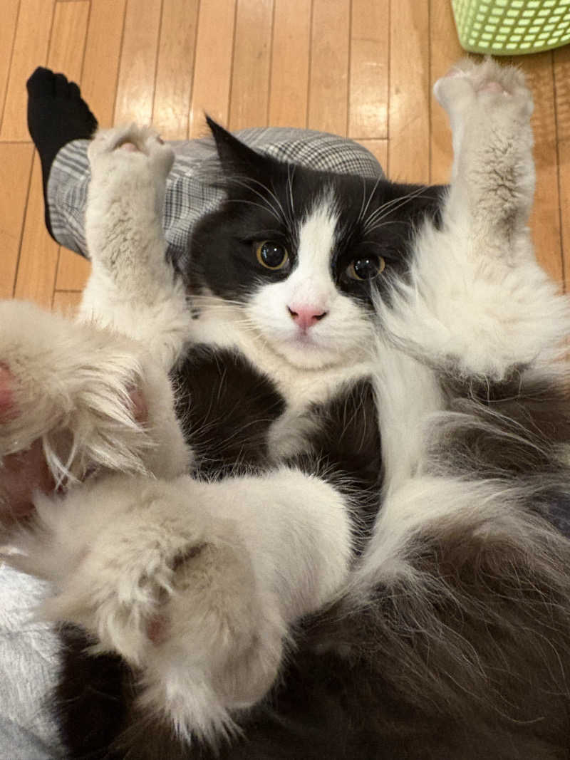 しろくまさんの行田・湯本天然温泉 茂美の湯のサ活写真