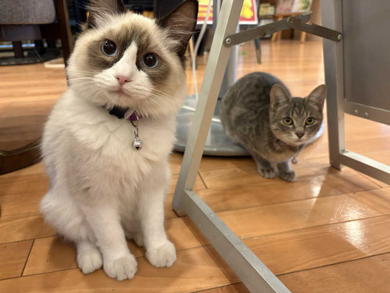 しろくまさんの行田・湯本天然温泉 茂美の湯のサ活写真