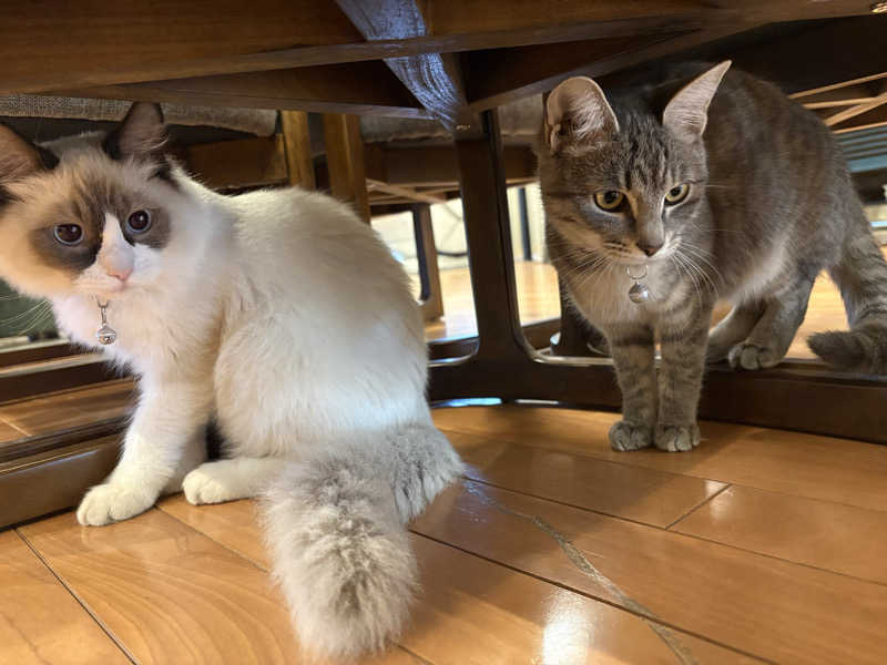 しろくまさんの行田・湯本天然温泉 茂美の湯のサ活写真