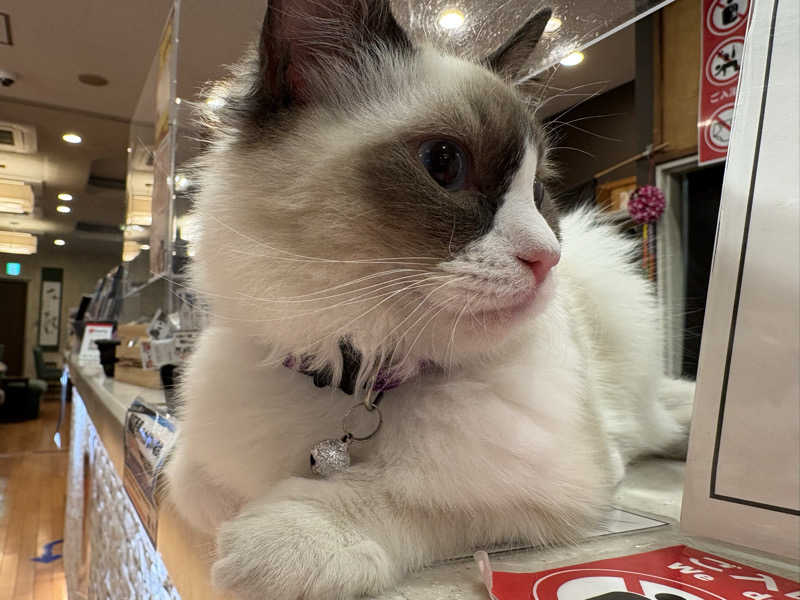 しろくまさんの行田・湯本天然温泉 茂美の湯のサ活写真