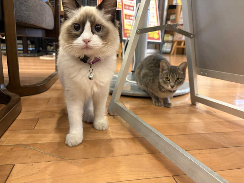 しろくまさんの行田・湯本天然温泉 茂美の湯のサ活写真