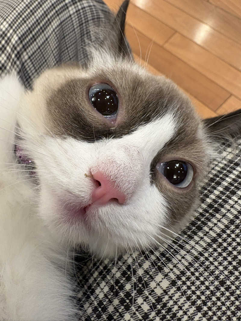 しろくまさんの行田・湯本天然温泉 茂美の湯のサ活写真