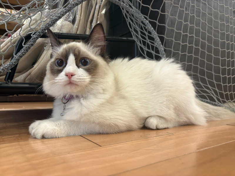 しろくまさんの行田・湯本天然温泉 茂美の湯のサ活写真