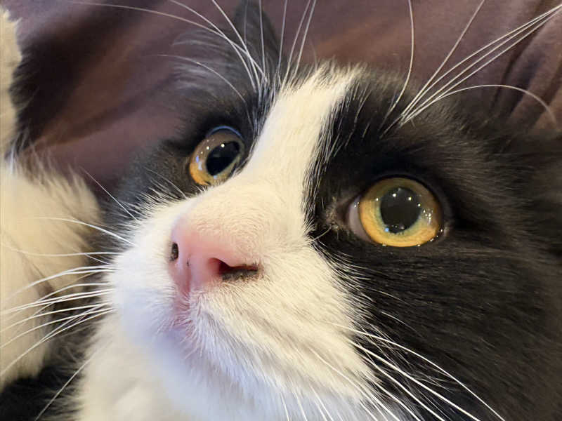 しろくまさんの行田・湯本天然温泉 茂美の湯のサ活写真