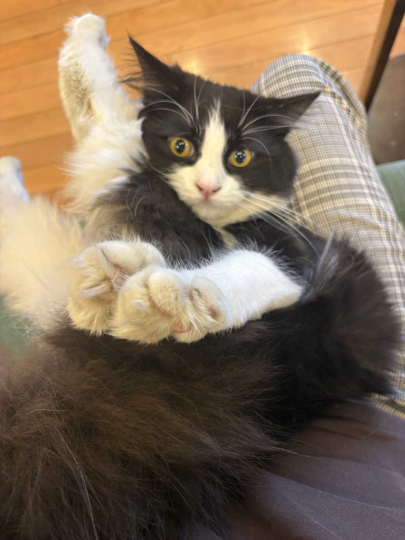 しろくまさんの行田・湯本天然温泉 茂美の湯のサ活写真