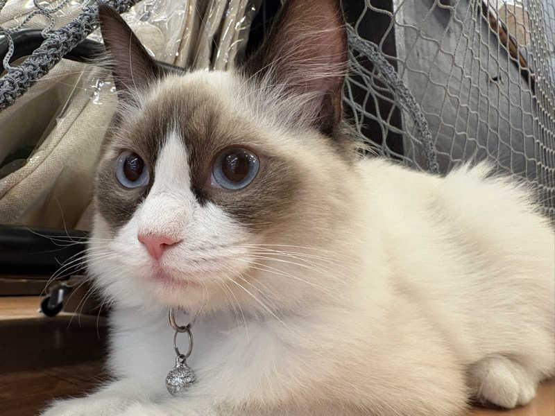 しろくまさんの行田・湯本天然温泉 茂美の湯のサ活写真
