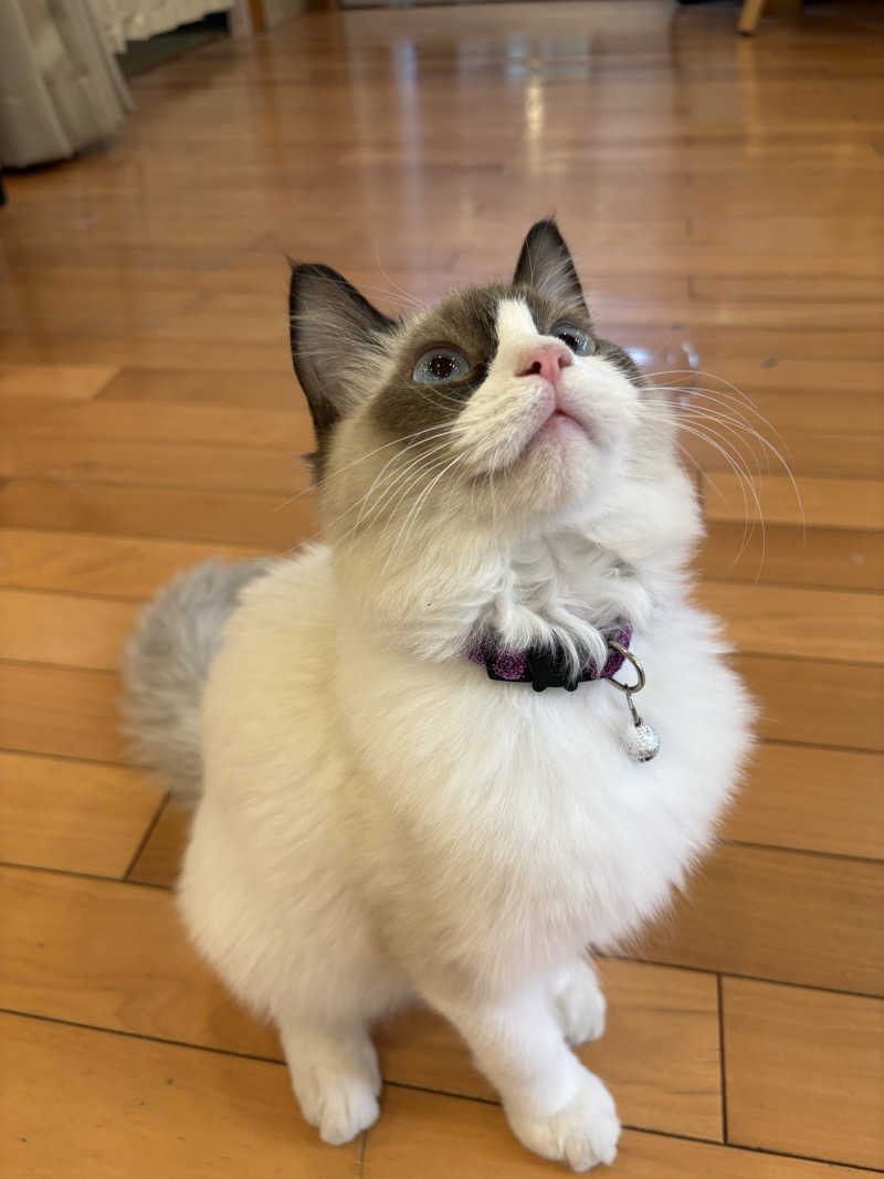 しろくまさんの行田・湯本天然温泉 茂美の湯のサ活写真