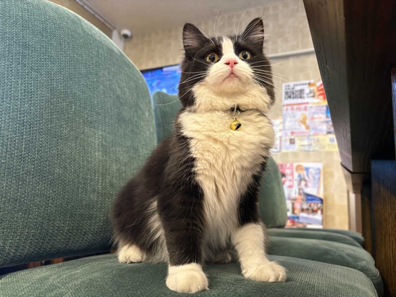 しろくまさんの行田・湯本天然温泉 茂美の湯のサ活写真