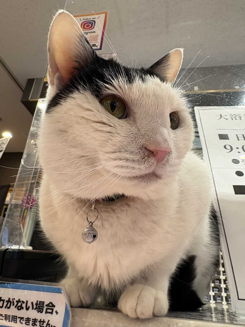 しろくまさんの行田・湯本天然温泉 茂美の湯のサ活写真