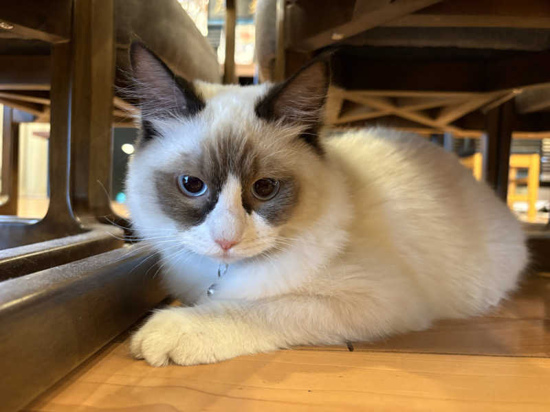しろくまさんの行田・湯本天然温泉 茂美の湯のサ活写真