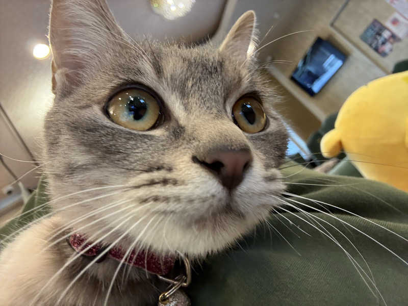 しろくまさんの行田・湯本天然温泉 茂美の湯のサ活写真