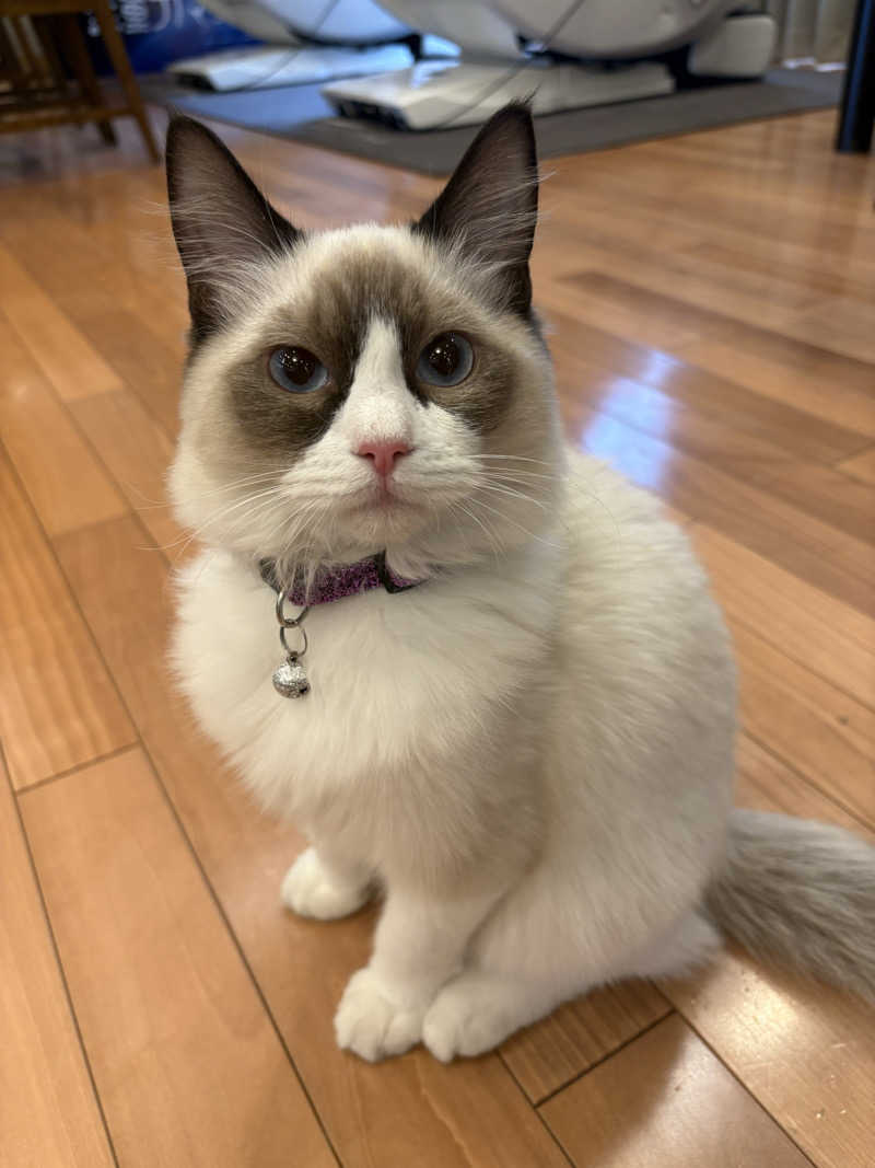 しろくまさんの行田・湯本天然温泉 茂美の湯のサ活写真