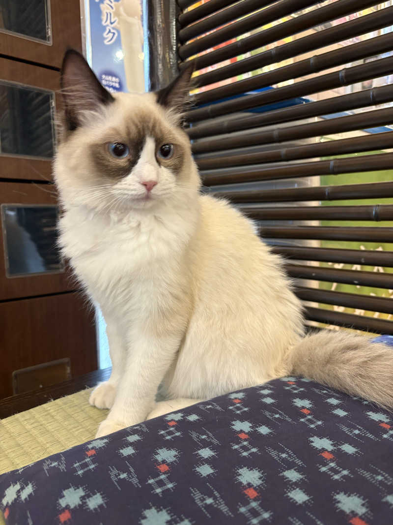 しろくまさんの行田・湯本天然温泉 茂美の湯のサ活写真