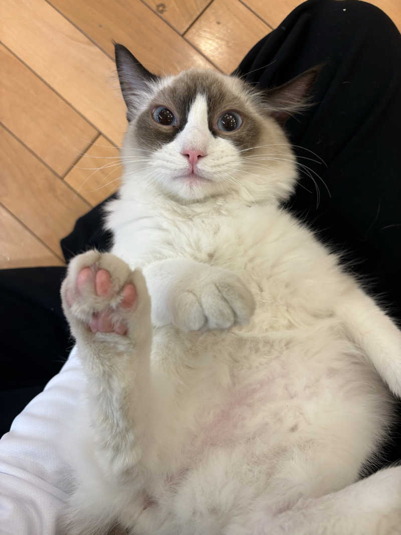 しろくまさんの行田・湯本天然温泉 茂美の湯のサ活写真