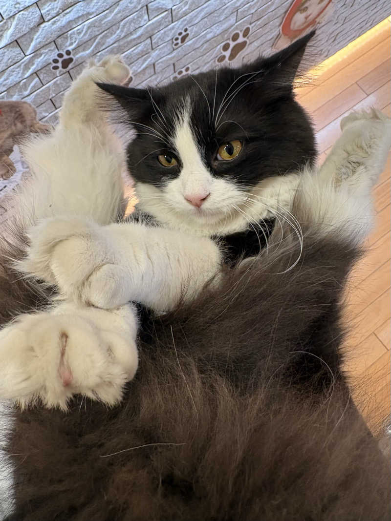 しろくまさんの行田・湯本天然温泉 茂美の湯のサ活写真