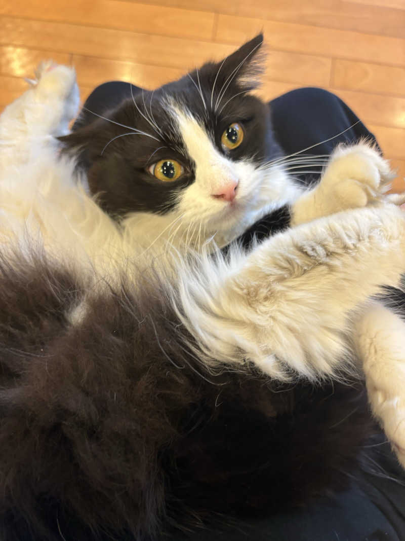 しろくまさんの行田・湯本天然温泉 茂美の湯のサ活写真