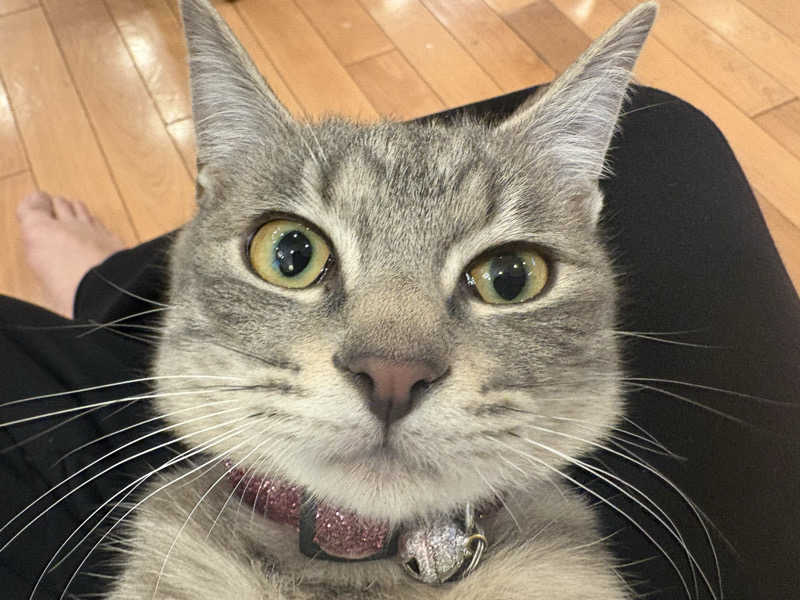 しろくまさんの行田・湯本天然温泉 茂美の湯のサ活写真