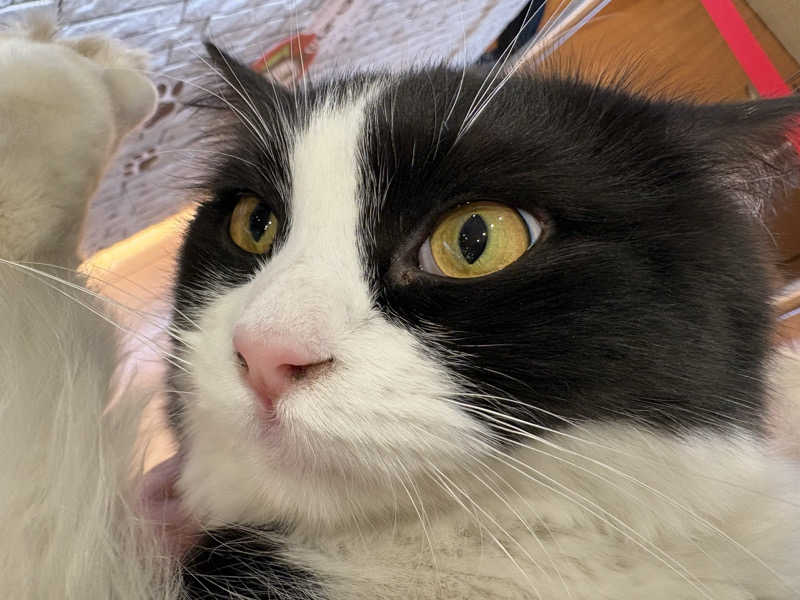 しろくまさんの行田・湯本天然温泉 茂美の湯のサ活写真