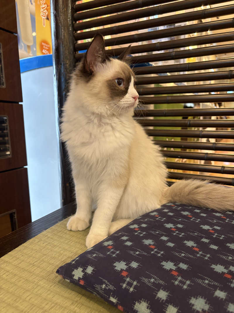 しろくまさんの行田・湯本天然温泉 茂美の湯のサ活写真