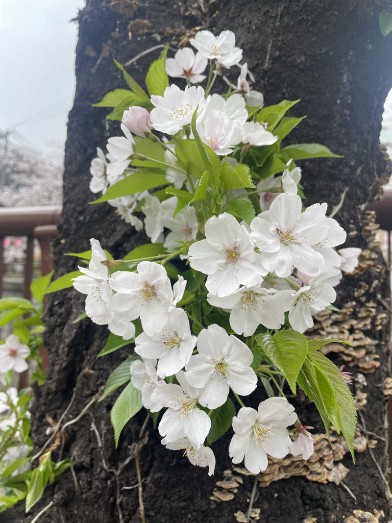 hajimetate ➕➕🫠さんのRAKU SPA Station 武蔵小金井のサ活写真
