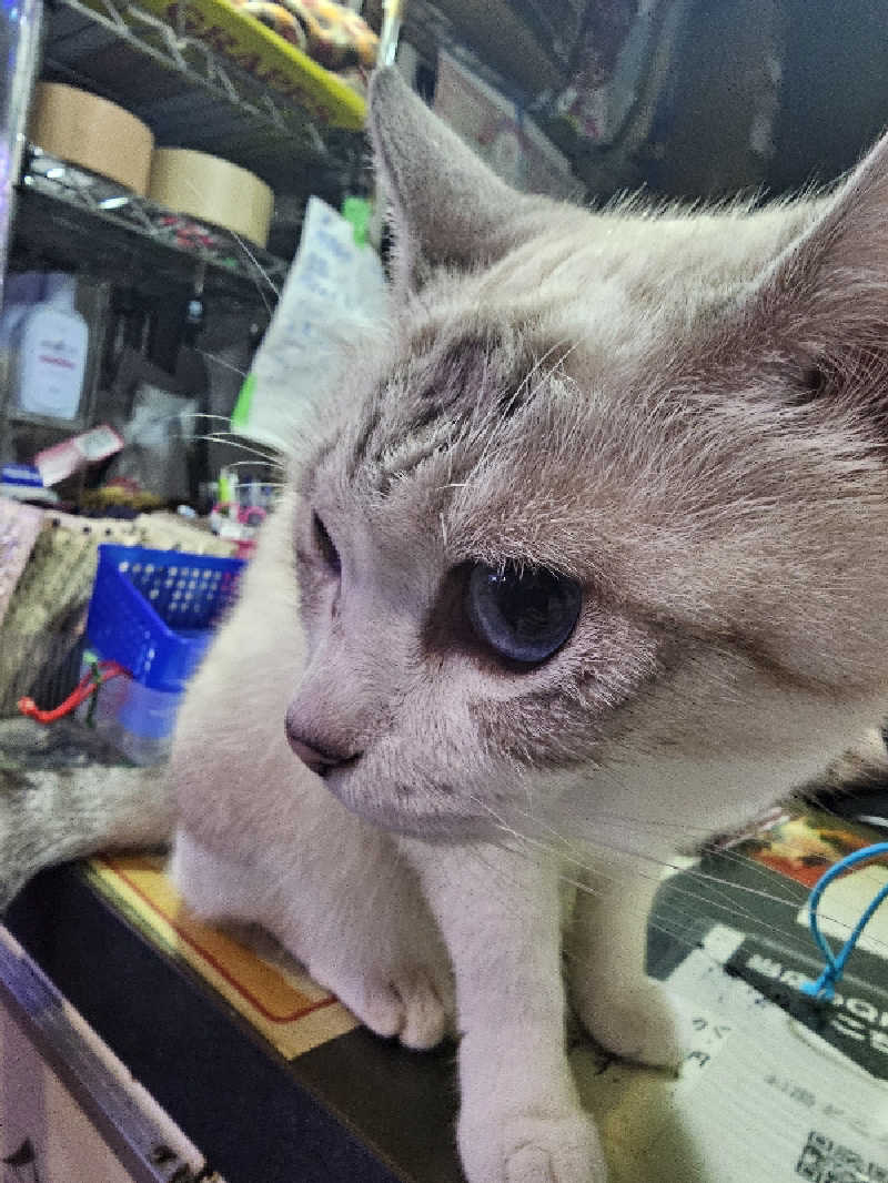 さえさんのお湯どころ野川のサ活写真