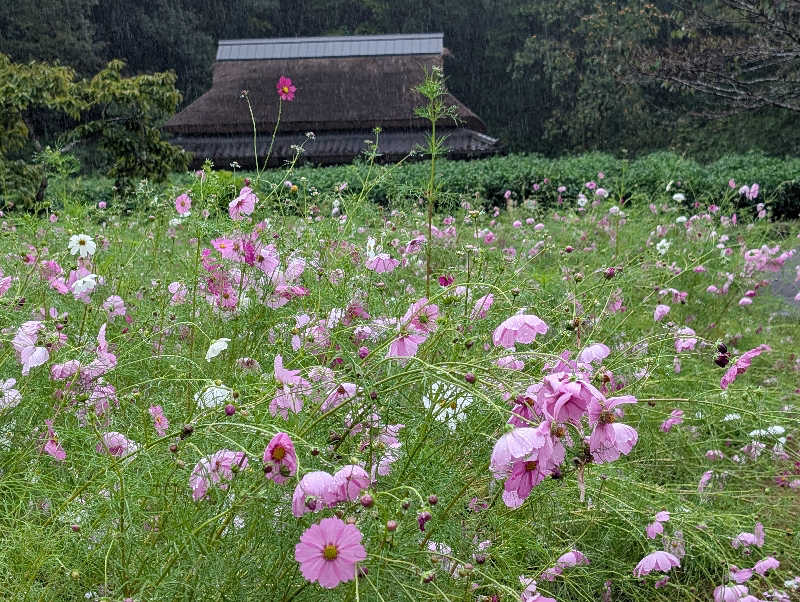 笠置山さんの里山の湯のサ活写真