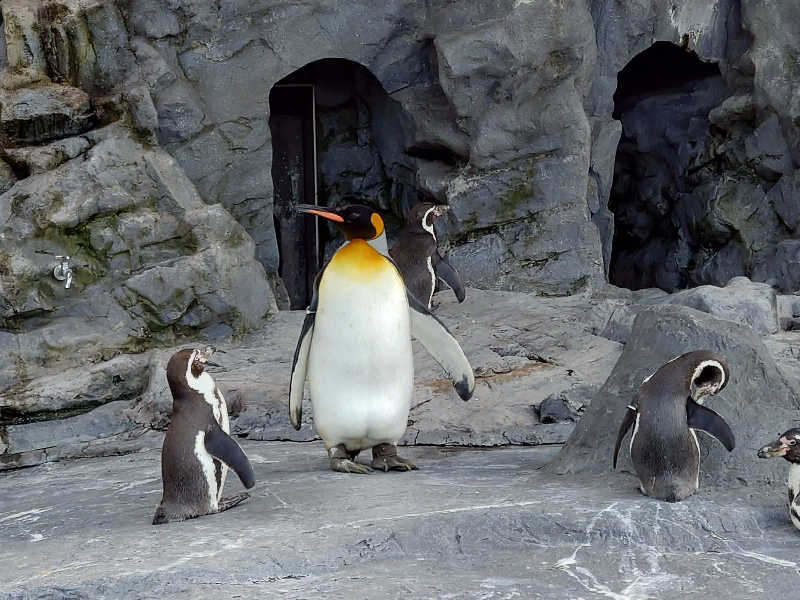 子守唄さんのキトウシの森きとろんのサ活写真