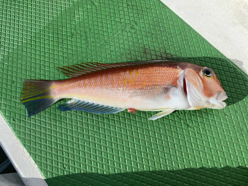 脳ミソからヨダレさんの横須賀温泉 湯楽の里のサ活写真
