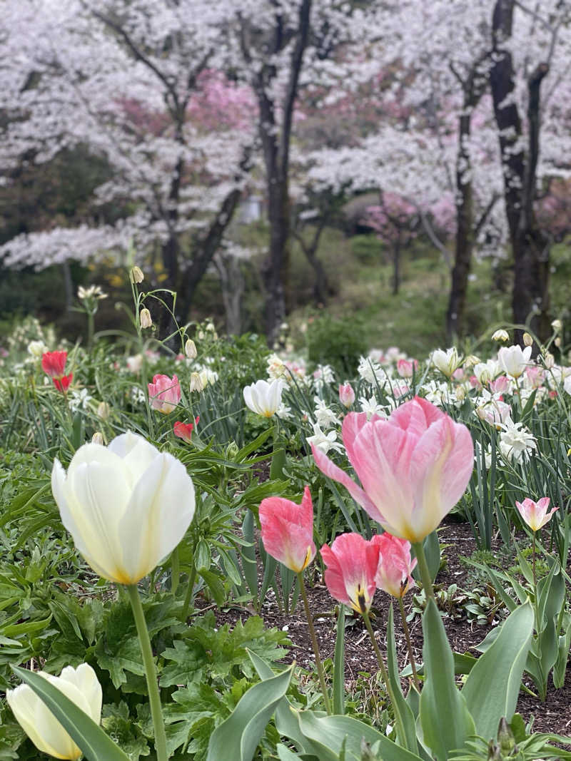 脳ミソからヨダレさんのよみうりランド眺望温泉 花景の湯のサ活写真