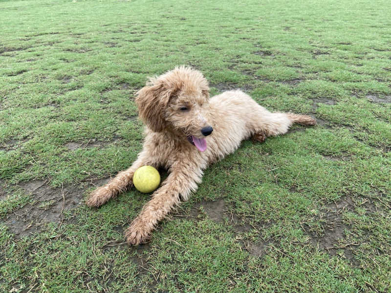 脳ミソからヨダレさんの横濱スパヒルズ 竜泉寺の湯のサ活写真