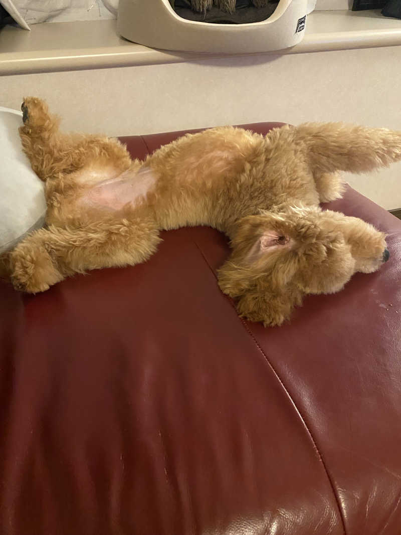 脳ミソからヨダレさんの横濱スパヒルズ 竜泉寺の湯のサ活写真