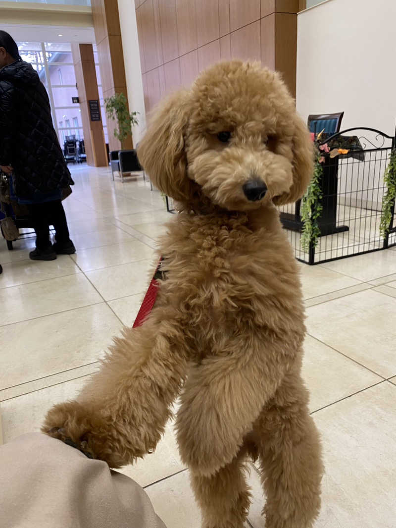 脳ミソからヨダレさんのゆとりろ蓼科ホテル with DOGSのサ活写真