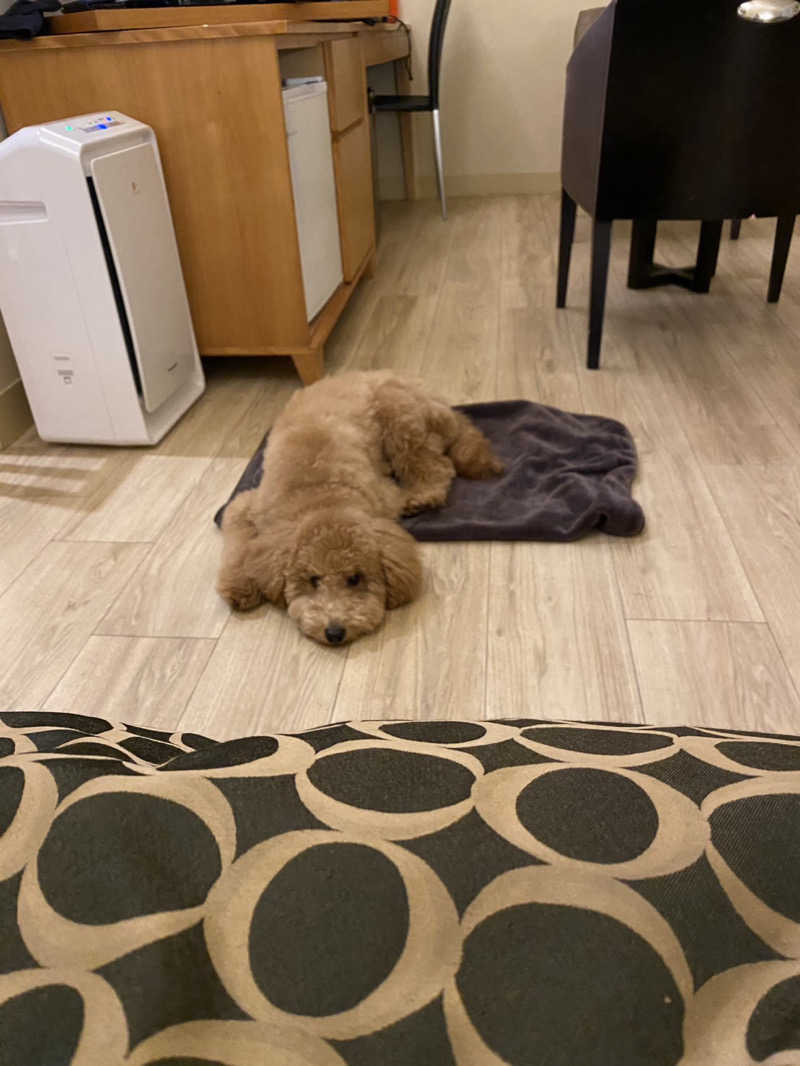 脳ミソからヨダレさんのゆとりろ蓼科ホテル with DOGSのサ活写真