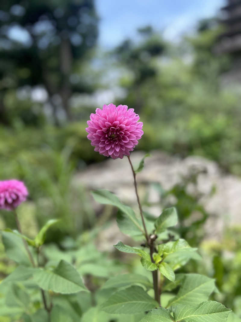 サウ七さんのよみうりランド眺望温泉 花景の湯のサ活写真