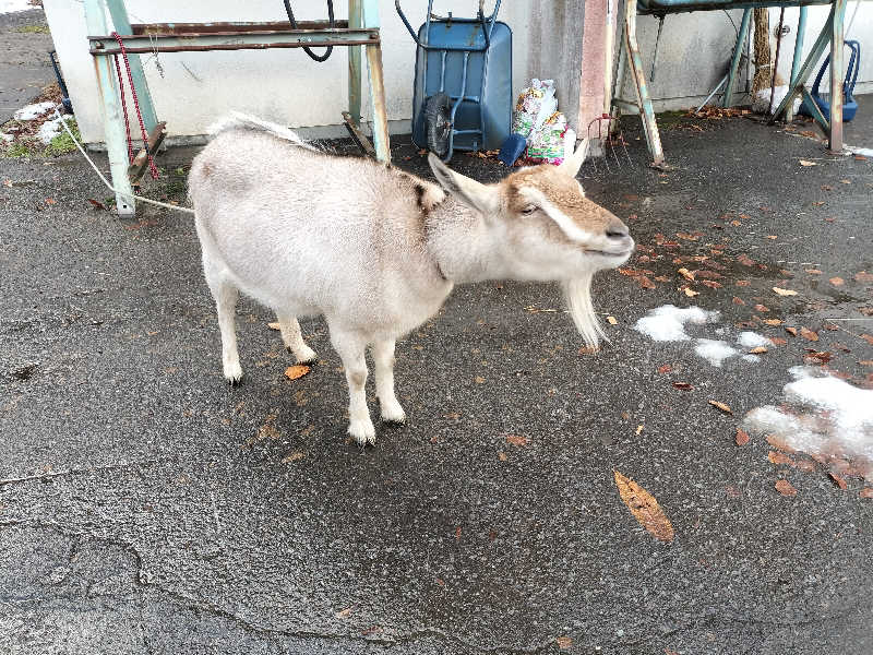 ぺろ👨🏻‍🦲さんの知内温泉のサ活写真