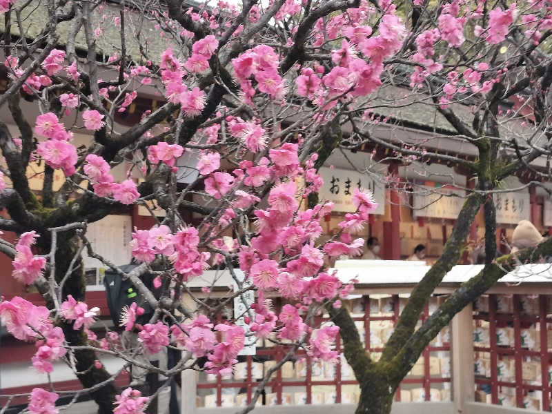 ぺろ👨🏻‍🦲裏神さんのウェルビー福岡のサ活写真